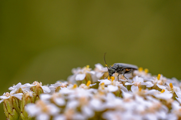 포토 JPG 해외이미지 동물 계절 야생동물 곤충 절지류 날개 자연 생물 뿔 안테나 사람없음 야외 환경 정원 황무지 닫기 해충 벌레 작음 무서움 딱정벌레 묘사 생물학 꽃가루 서식지 내추럴 기어가기 동물상 몬스터 디테일 해외202310 해외포토 교육 감정 통신 모션 조형물 크기 가루 생태계 파일형식