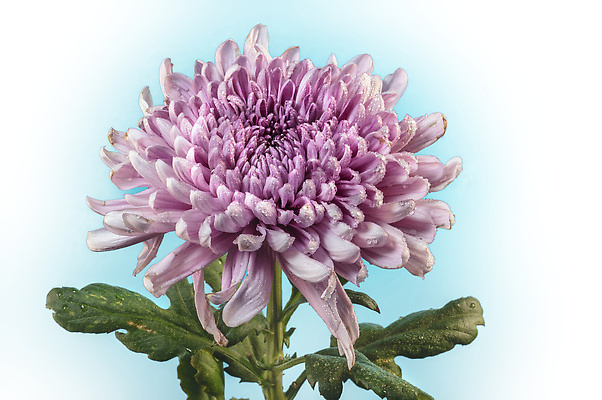 포토 JPG 해외이미지 식물 꽃 분홍색 컬러 백그라운드 잎 꽃무늬 자연 국화 사람없음 장식 여름 컬러풀 뷰티 봄 기쁨 벚꽃 5월 제비꽃 해외202310 해외포토 계절 감정 무늬 날짜 생태계 파일형식