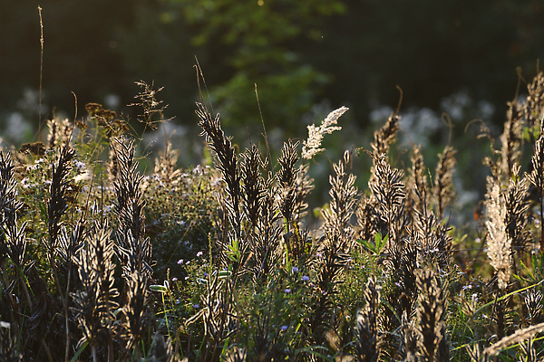 포토 JPG 해외이미지 나무 식물 계절 꽃무늬 밭 자연 건조 씨앗 풍경 잔디 사람없음 야외 여름 빛 뷰티 갈색 노란색 일몰 가을 전원 시골 땅 시리얼 허브 장면 내추럴 스텝 영원 해외202310 해외포토 꽃 음식 컬러 무늬 농업 노을 전기에너지 생태계 파일형식