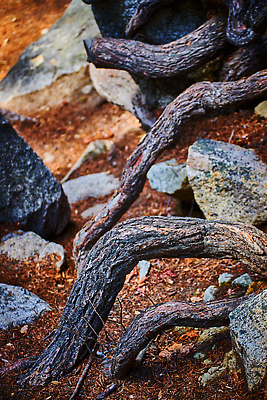 포토 JPG 해외이미지 나무 공원 벽 패턴 건축양식 자연 표면 지붕 벽돌 국립공원 사람없음 건물 울타리 갈색 계곡 회색 거친 뱀 닫기 질감 뿌리 시멘트 옛날 요세미티국립공원 콘크리트 해외202310 해외포토 식물 건축물 공공시설 건축 컬러 무늬 파충류 모션 담장 생태계 캘리포니아 파일형식