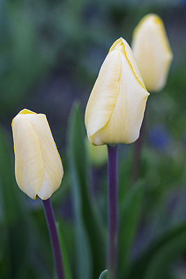 포토 JPG 해외이미지 식물 계절 공원 꽃잎 꽃 줄기 컬러 꽃다발 백그라운드 잎 꽃무늬 밭 자연 부활절 발렌타인데이 사랑 풍경 사람없음 장식 초록색 여름 빛 컬러풀 햇빛 뷰티 노란색 정원 봄 활발 낭만 튤립 벚꽃 신선 개화 원예 내추럴 해외202310 해외포토 공공시설 기념일 감정 컨셉 무늬 농업 데이이벤트 취미 태양 생태계 파일형식