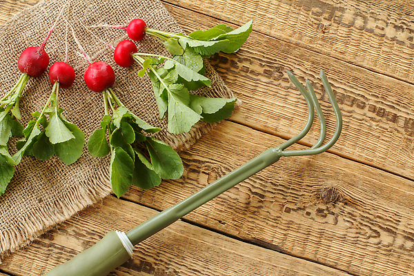 포토 JPG 해외이미지 식물 손 음식 농업 채소 자연 건강 손잡이 사람없음 빨간색 초록색 금속 정원 농사 흙 봄 장비 수확 껍질 기구 공구 신선 업무 상품 작음 모종삽 삽 국자 유기농 원예 주걱 내추럴 갈퀴 땅파기 목록 숙성 실행 철강 총각무 하드웨어 해외202310 해외포토 웰빙 계절 산업 컬러 재질 주방용품 취미 신체부위 컴퓨터 도구 작업 크기 무 생태계 파일형식