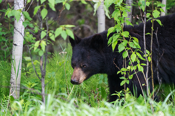 포토 JPG 해외이미지 동물 야생동물 캐나다 곰 포유류 자연 사람없음 야외 가로 탐험 황무지 위험 육식동물 해외202310 해외포토 컨셉 북아메리카 생태계 파일형식