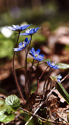 포토 JPG 해외이미지 식물 계절 공원 꽃 컬러 백그라운드 잎 꽃무늬 자연 사람없음 장식 초록색 파란색 햇빛 뷰티 환경 정원 보라색 봄 벚꽃 흰색 개화 닫기 숲 작음 제비꽃 원예 보케 내추럴 노루귀 땅바닥 아네모네 해외202310 해외포토 공공시설 무늬 모션 바닥 취미 태양 크기 생태계 파일형식