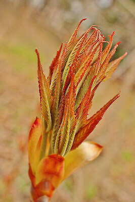 포토 JPG 해외이미지 나무 식물 계절 꽃 컬러 잎 밭 자연 벽지 추상 미술 사람없음 빨간색 초록색 컬러풀 뷰티 갈색 정원 봄 벚꽃 나뭇가지 신선 센터 닫기 묘사 만족 질감 내추럴 생태학 이국적 해외202310 해외포토 교육 감정 무늬 농업 모션 문화예술 생태계 파일형식