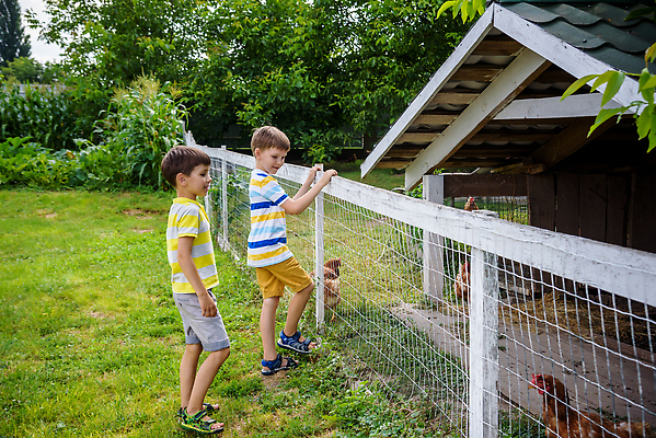 포토 JPG 해외이미지 나무 동물 백인 라이프스타일 어린이 음식 2 농업 자연 조류 주택 병아리 서기 미소 사람 소년 야외 두명 여름 울타리 농장 갈색 노란색 마을 치킨 봄 시골 농부 먹이 내추럴 돌봄 밭일 수유 암탉 해외202310 해외포토 서양인 식물 직업 계절 남자 산업 컬러 모션 표정 건물 생활 담장 닭 암컷 생태계 닭고기요리 파일형식