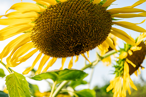 포토 JPG 해외이미지 식물 동물 계절 꽃잎 꽃 곤충 백그라운드 꽃무늬 밭 농업 자연 하늘 해바라기 사람없음 야외 여름 뷰티 농장 노란색 환경 정원 맑음 봄 벚꽃 꿀벌 수분 벌 꽃가루 꿀 내추럴 호박벌 해외202310 해외포토 산업 컬러 무늬 날씨 벌_곤충 가루 생태계 파일형식
