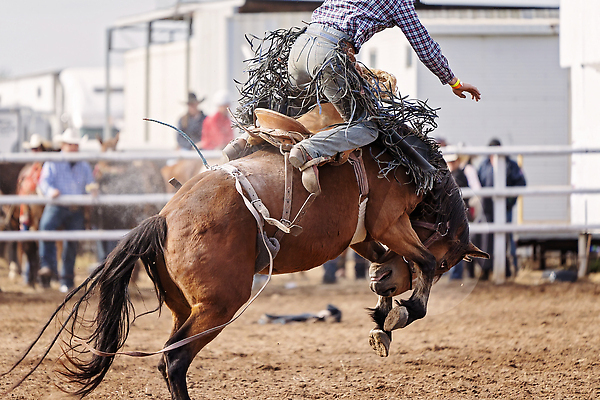 포토 JPG 해외이미지 동물 남자 밧줄 스포츠 포즈 모션 부츠 이벤트 사람없음 달러 점프 가축 경쟁 경기장 공연 시골 자신감 거친 승마 카우보이 호주 승차 주식 위험 속도 먼지 안장 로데오 라이더 서쪽 어려움 오지 해외202310 해외포토 감정 줄 신발 컨셉 돈 스포츠시설 사람 금융 오세아니아 방향 파일형식