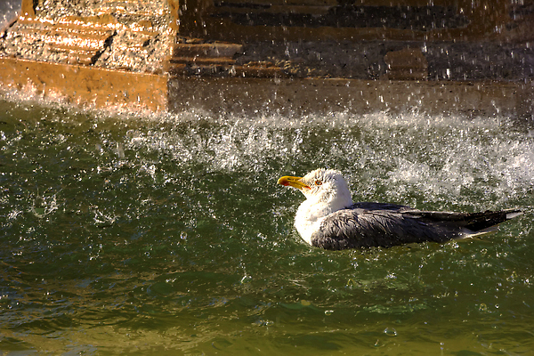 포토 JPG 해외이미지 동물 1 디자인 공원 야생동물 여행 백그라운드 날개 건축양식 자연 갈매기 조류 휴가 수영장 사람없음 야외 장식 물 도시풍경 뷰티 봄 이탈리아 젖음 자유 흰색 물방울 저수지 도시 닫기 청소 깃털 분수 부리 샤워실 혼자 해외202310 해외포토 자연요소 계절 공공시설 건축 유럽 컬러 컨셉 모션 풍경 생태계 샤워시설 파일형식