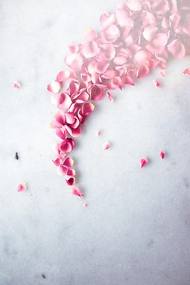 포토 JPG 해외이미지 꽃잎 분홍색 백그라운드 곡선 사람없음 장미 카피스페이스 해외202310 해외포토 꽃 선 컬러 공백 파일형식