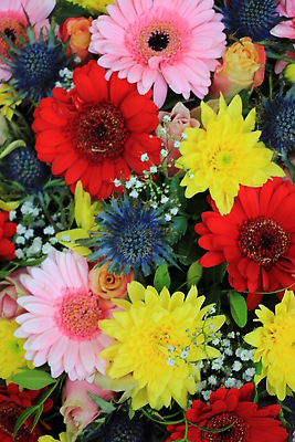 포토 JPG 해외이미지 꽃 분홍색 결혼 꽃무늬 국화 사람없음 장식 파란색 컬러풀 장미 노란색 침묵 배열 카네이션 섞기 해외202310 해외포토 식물 컬러 무늬 이벤트 소리 파일형식