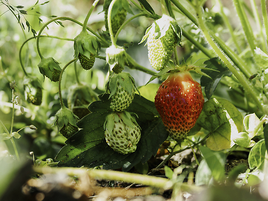 포토 JPG 해외이미지 줄기 잎 밭 과일 딸기 사람없음 농사 성장 딸기밭 해외202310 해외포토 식물 농업 파일형식