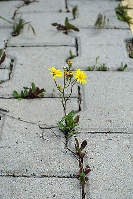 포토 JPG 해외이미지 식물 디자인 꽃 백그라운드 잎 자연 풍경 사람없음 초록색 여름 봄 내추럴 해외202310 해외포토 계절 컬러 생태계 파일형식