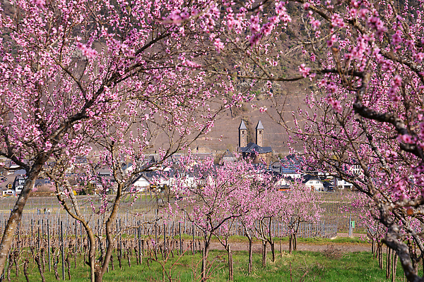 포토 JPG 해외이미지 나무 식물 계절 꽃 유럽 꽃무늬 자연 독일 파노라마 풍경 사람없음 야외 환경 봄 벚꽃 시골 개화 관목 생태계 복숭아 내추럴 해외202310 해외포토 나라 무늬 과일 촬영기법 파일형식