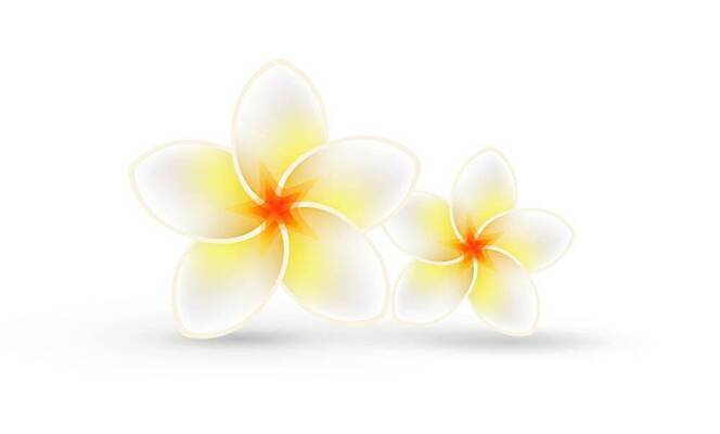 EPS 해외이미지 식물 꽃잎 꽃 아시아 백그라운드 꽃무늬 일러스트 자연 여름 뷰티 노란색 검은색 벚꽃 흰색 하와이 발리 인도네시아 테라피 내추럴 고립 이국적 하와이인 해외202310 해외일러스트 외국인 계절 나라 컬러 섬 무늬 미국 생태계 파일형식 벡터