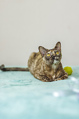 포토 JPG 해외이미지 앉기 사람없음 파란색 장난감 귀여움 고양이 해외202310 해외포토 컬러 컨셉 포유류 모션 반려동물 파일형식