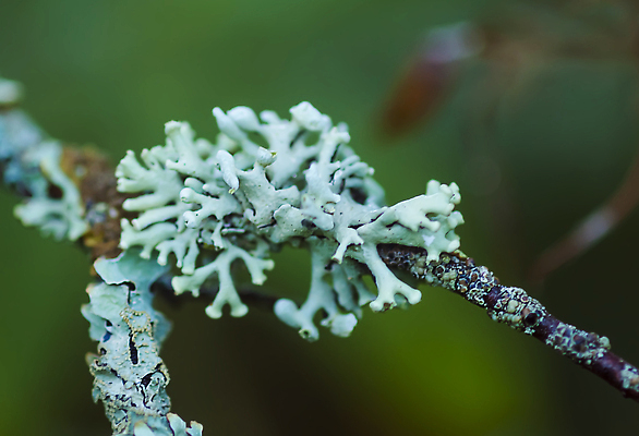 포토 JPG 해외이미지 나무 식물 컬러 백그라운드 자연 이끼 풍경 사람없음 야외 목재 초록색 여름 뷰티 환경 정원 회색 성장 나뭇가지 신선 해조류 닫기 숲 묘사 질감 생물학 나무껍질 리빙 내추럴 곰팡이 해외202310 해외포토 계절 교육 재료 모션 껍질 해양식물 생태계 파일형식