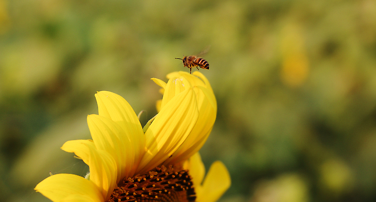 포토 JPG 해외이미지 식물 동물 꽃 야생동물 곤충 꽃무늬 밭 농업 자연 해바라기 씨앗 사람없음 초록색 빛 컬러풀 뷰티 노란색 환경 정원 봄 활발 벚꽃 시골 작업 수분 묘사 유기농 생물학 꽃가루 꿀 내추럴 화창 해외202310 해외포토 웰빙 계절 교육 산업 컬러 컨셉 무늬 날씨 가루 생태계 파일형식