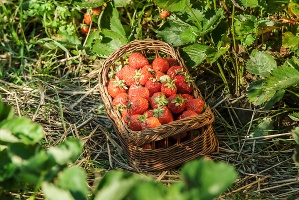 포토 JPG 해외이미지 줄기 잎 밭 과일 딸기 사람없음 바구니 농사 딸기밭 무더기 해외202310 해외포토 식물 농업 파일형식