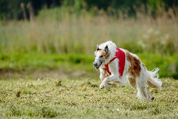 포토 JPG 해외이미지 동물 공원 행복 스포츠 셔츠 밭 포유류 모션 자연 놀이 건강 사람없음 야외 초록색 달리기 햇빛 뷰티 우주 정원 맑음 점프 검은색 경쟁 에너지 레이싱 잡기 개 유혹 강의 테리어 속도 호기심 사냥 사냥개 섬광 순간 순혈 해외202310 해외포토 레이스천 공공시설 감정 컬러 컨셉 상의 농업 날씨 시합 태양 직물 생태계 파일형식