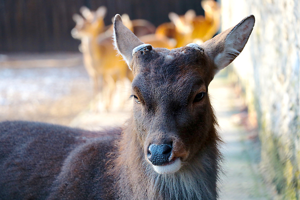포토 JPG 해외이미지 동물 외관 남자 야생동물 겨울 포유류 자연 사슴 뿔 서기 사람 사람없음 야외 갈색 카메라 미국 금지 흰색 도시 황무지 닫기 숲 자르기 사파리 내추럴 보호구역 삼림지대 콜로라도 해외202310 해외포토 계절 컬러 북아메리카 모션 전자제품 생태계 구역 파일형식