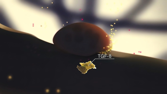 포토 JPG 해외이미지 과학 신체 일러스트 부분 해부 휴식 뼈 골격 세포 실내 건강 사람 사람없음 치료 약 조직 수리 묘사 생물학 골다공증 개발 돌봄 방법 연골 패닝샷 해외202310 해외포토 교육 컨셉 의학 모션 촬영기법 내부 질병 파일형식