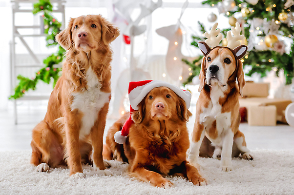 포토 JPG 해외이미지 크리스마스 겨울 산타모자 세마리 사람없음 장식 선물상자 카펫 추위 머리띠 리트리버 강아지 비글 해외202310 해외포토 모자_잡화 계절 기념일 장신구 3 선물 반려동물 상자 개 파일형식