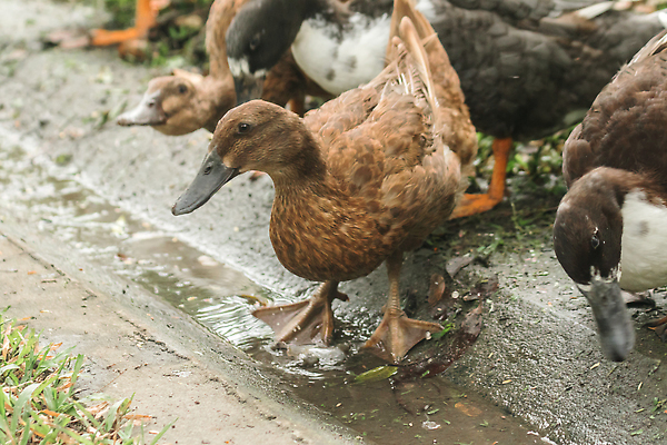 포토 JPG 해외이미지 동물 야생동물 컬러 백그라운드 밭 날개 자연 조류 오리 서기 잔디 사람없음 야외 초록색 물 여름 반려동물 컬러풀 뷰티 반사 머리 봄 달력 성장 흰색 아기 연못 큼 깃털 사냥 부리 거위 솜털 물새 동물상 밭일 해외202310 해외포토 자연요소 식물 계절 농업 모션 사람 신체부위 조형물 크기 생태계 파일형식