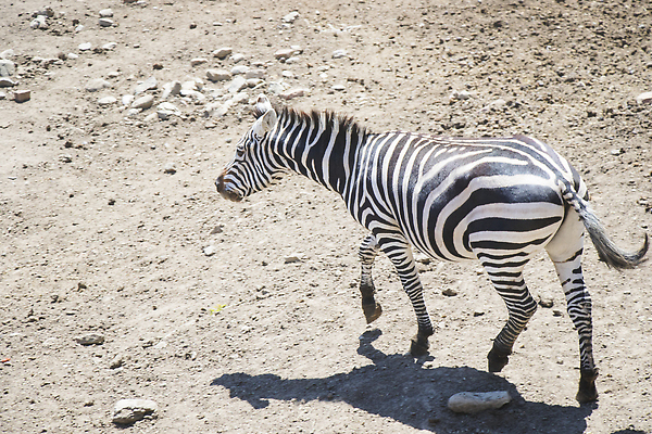 포토 JPG 해외이미지 동물 공원 야생동물 여행 패턴 포유류 자연 초식동물 동물원 서기 사람없음 검은색 줄무늬 사막 흰색 황무지 사파리 얼룩말 변장 케냐 남쪽 내추럴 남아프리카 사바나 전국 탄자니아 해외202310 해외포토 공공시설 컬러 무늬 모션 아프리카 말_동물 방향 생태계 파일형식