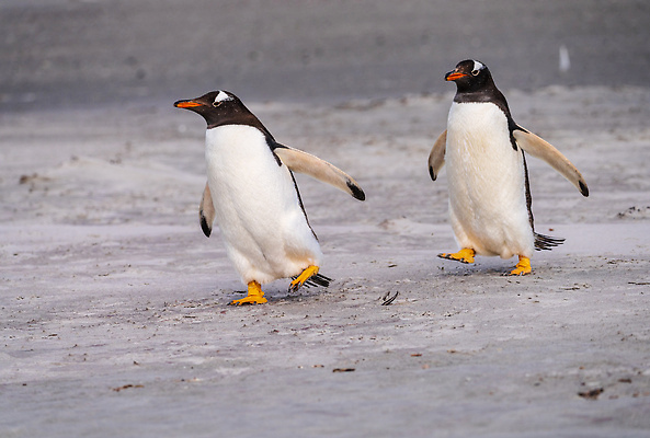 포토 JPG 해외이미지 동물 야생동물 섬 여행 2 자연 조류 바람 함께함 서기 성인 사람없음 야외 모래사장 달리기 뷰티 걷기 환경 검은색 흰색 쌍 깃털 펭귄 식민지 해외202310 해외포토 자연요소 바다 컬러 컨셉 모션 날씨 사람 생태계 파일형식
