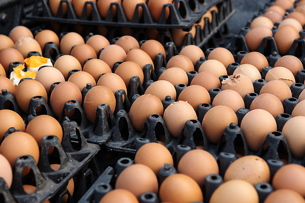 포토 JPG 해외이미지 동물 라이프스타일 음식 백그라운드 농업 자연 부활절 건강 웃음 사람없음 야외 초록색 경제 상자 농장 갈색 환경 주방 정원 계란 치킨 껍질 흰색 시골 시장 농부 상품 에코 유기농 날것 지역 팩 패키지 히스패닉 슈퍼마켓 판지 바이오 암탉 채식주의자 해외202310 해외포토 직업 웰빙 기념일 산업 컬러 표정 생활 상점 알 화장품 닭 암컷 생태계 채식 닭고기요리 파일형식