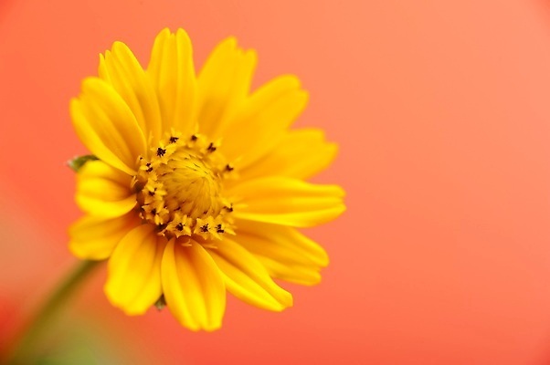 포토 JPG 해외이미지 식물 꽃 분홍색 백그라운드 오렌지 자연 사람없음 노란색 봄 활발 원예 데이지 카피스페이스 해외202310 해외포토 계절 컬러 컨셉 과일 취미 공백 생태계 파일형식