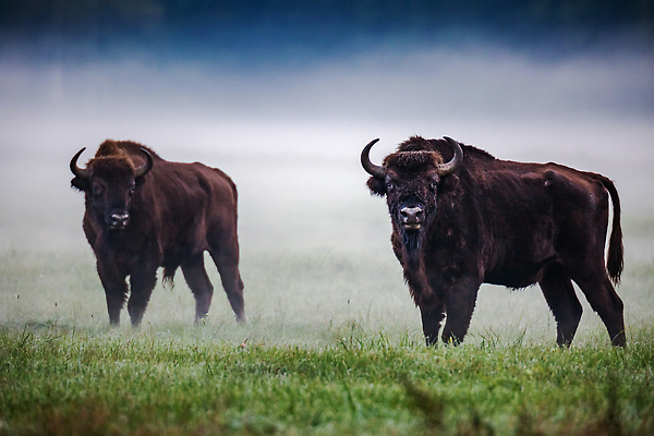 포토 JPG 해외이미지 동물 공원 남자 유럽 야생동물 포유류 자연 사슴 털 뿔 서기 사람없음 야외 갈색 머리 힘 세계문화유산 안개 황무지 소 군중 숲 큼 방목 들소 황소 멸종 무거움 폴란드 노려봄 동물상 벨로루시 전국 해외202310 해외포토 공공시설 나라 컬러 모션 날씨 표정 사람 신체부위 조형물 문화재 무게 축산업 크기 생태계 파일형식