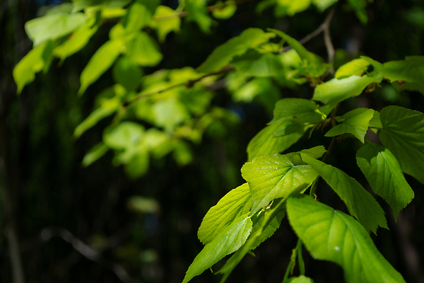 포토 JPG 해외이미지 나무 식물 계절 공원 컬러 백그라운드 잎 자연 새로움 사람없음 야외 목재 초록색 빛 햇빛 태양 뷰티 환경 정원 맑음 봄 성장 나뭇가지 신선 숲 5월 유기농 내추럴 많음 그리너리 해외202310 해외포토 자연요소 웰빙 공공시설 컨셉 재료 날씨 날짜 생태계 파일형식 트랜드컬러