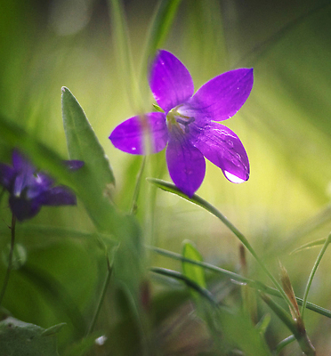 포토 JPG 해외이미지 꽃 잎 자연 사람없음 보라색 화려 원예 해외202310 해외포토 식물 컬러 컨셉 취미 생태계 파일형식