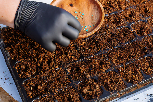 포토 JPG 해외이미지 식물 손 계절 지구 컨셉 농업 채소 손가락 자연 주택 관리 씨앗 사람 사람없음 초록색 농장 농경지 정원 흙 봄 성장 업무 냄비 농부 작음 플라스틱 뿌리기 준비 에코 유기농 원예 먼지 내추럴 돌봄 땅바닥 모종 묘목 밭일 심기 원예사 파종 세련 해외202310 해외포토 나무 직업 웰빙 산업 컬러 모션 재질 바닥 취미 건물 신체부위 환경 농사 작업 솥 크기 생태계 파일형식