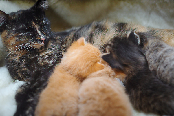 포토 JPG 해외이미지 동물 여자 어린이 컬러 백그라운드 포유류 가족 포옹 엄마 휴식 키스 털 사랑 사람없음 친구 반려동물 귀여움 고양이 꿈 회색 우유 흰색 아기 신생아 작음 모피 먹기 간호 집중 얼룩무늬 솜털 기르기 해외202310 해외포토 감정 컨셉 무늬 관계 안기 모션 유제품 사람 크기 애정표현 돌봄 파일형식