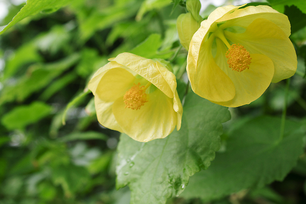 포토 JPG 해외이미지 식물 꽃 줄기 단풍 잎 꽃무늬 자연 벽지 사람없음 장식 초록색 햇빛 노란색 정원 농사 봄 벚꽃 종 등불 신선 개화 우아함 X 원예 내추럴 꽃수술 엘리먼트 이국적 해외202310 해외포토 알파벳 계절 컬러 컨셉 무늬 농업 조명 취미 태양 생태계 파일형식
