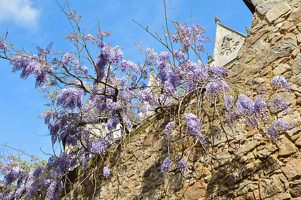 포토 JPG 해외이미지 나무 식물 공원 꽃잎 꽃 아시아 벽 컬러 백그라운드 잎 꽃무늬 건축양식 자연 하늘 풍경 사람없음 야외 건물 여름 파란색 뷰티 정원 일본 보라색 중국 봄 프랑스 벚꽃 바위 신선 개화 다발 제비꽃 내추럴 전경 해외202310 해외포토 건축물 계절 공공시설 건축 유럽 나라 무늬 돌_바위 생태계 파일형식 탑뷰