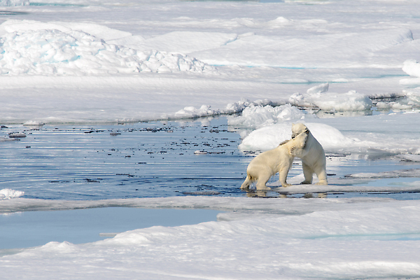 포토 JPG 해외이미지 동물 야생동물 새끼 바다 2 캐나다 겨울 장난 곰 포유류 가족 자연 놀이 엄마 털 함께함 사람없음 야외 물 글로벌 걷기 얼음 추위 흰색 아기 위험 작음 공격 북극 싸움 육식동물 봉 사냥꾼 북쪽 해외202310 해외포토 자연요소 직업 계절 컬러 컨셉 북아메리카 관계 모션 사람 크기 극지방 방향 생태계 파일형식