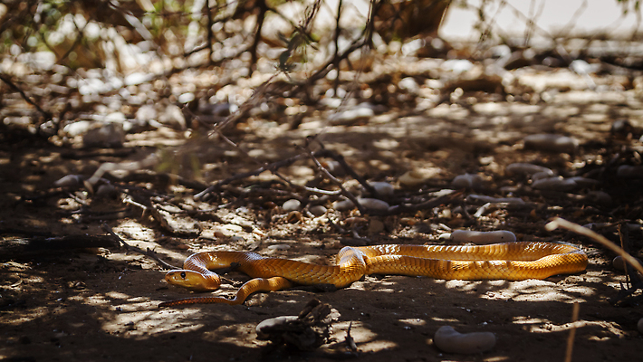 포토 JPG 해외이미지 동물 야생동물 모래 파충류 아프리카 자연 국립공원 사람없음 야외 가로 관광지 노란색 사막 뱀 황무지 보호 사파리 나미비아 남아프리카 보츠와나 보호구역 칼라하리 건조기후 해외202310 해외포토 공원 나라 컬러 여행 컨셉 생태계 구역 파일형식