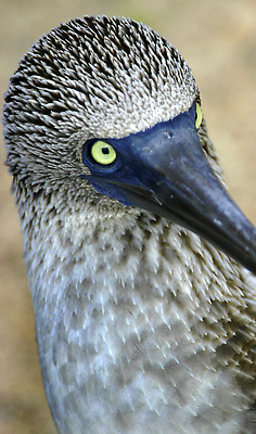 포토 JPG 해외이미지 야생동물 자연 조류 풍경 사람없음 야외 관광지 뷰티 환경 다양 세계문화유산 시골 관찰 보호 깃털 환경보전 부리 서식지 동물상 보호구역 해외202310 해외포토 동물 여행 다수 컨셉 모션 조형물 문화재 사회이슈 생태계 구역 파일형식