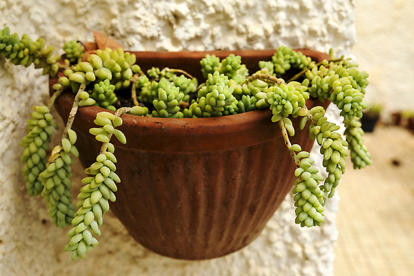 포토 JPG 해외이미지 나무 식물 화초 음식 벽 잎 꽃무늬 패턴 가족 자연 추상 멕시코 선인장 주택 매달리기 건강 종류 사람없음 장식 초록색 여름 뷰티 우주 정원 봄 성장 흰색 신선 이름 냄비 질감 꼬리 당나귀 내추럴 다육식물 생태학 심기 해외202310 해외포토 계절 교육 꽃 컬러 북아메리카 무늬 관계 모션 건물 말_동물 솥 생태계 파일형식