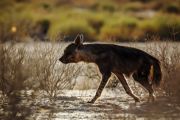 포토 JPG 해외이미지 동물 야생동물 포유류 아프리카 자연 국립공원 풍경 사람없음 야외 옆모습 가로 관광지 걷기 사막 황무지 보호 관목 사파리 서식지 나미비아 남아프리카 보츠와나 보호구역 칼라하리 건조기후 해외202310 해외포토 멸종위기종 나무 공원 나라 뷰포인트 여행 컨셉 모션 생태계 구역 파일형식