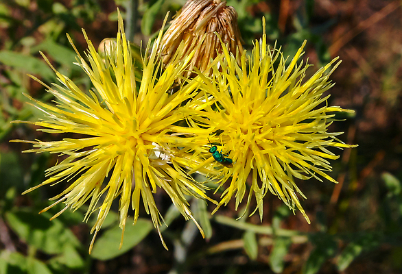 포토 JPG 해외이미지 식물 동물 꽃 야생동물 컬러 곤충 꽃무늬 자연 무척추동물 사람없음 초록색 파란색 빛 노란색 금속 봄 벚꽃 개화 보석 벌 해외202310 해외포토 계절 무늬 재질 광석 생태계 파일형식