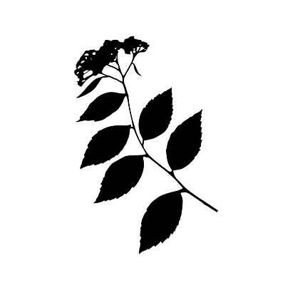 EPS 해외이미지 모양 나무 식물 디자인 계절 실루엣 줄기 백그라운드 스티커 잎 꽃무늬 일러스트 자연 추상 잉크 손바닥 미술 그래픽 장식 여름 정원 검은색 봄 가을 흰색 나뭇가지 스케치 문신 심볼 윤곽 수국 내추럴 고립 엘리먼트 이국적 하와이인 벡터 해외202310 해외일러스트 외국인 손 꽃 컬러 무늬 문화예술 촬영기법 생태계 파일형식