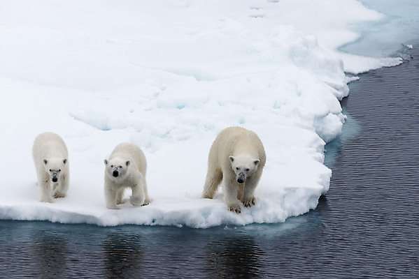 포토 JPG 해외이미지 동물 남자 야생동물 바다 여행 겨울 곰 포유류 자연 노르웨이 서기 성인 사람없음 야외 가로 물 환경 냉동 얼음 추위 흰색 북극 육식동물 내추럴 스칸디나비아 해외202310 해외포토 자연요소 계절 유럽 컬러 모션 사람 극지방 생태계 파일형식