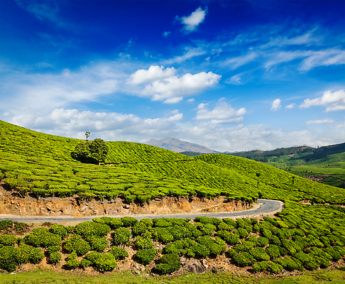 포토 JPG 해외이미지 주간 나무 식물 구름 아시아 도로 여행 밭 농업 자연 동양인 풍경 사람없음 야외 초록색 농작물 하이앵글 농장 여행객 계곡 침묵 시골 신선 차 인도인 언덕 랜드마크 케랄라주 해외202310 해외포토 자연요소 외국인 나라 산업 길 음료 뷰포인트 컬러 교통시설 사람 인종 소리 인도_나라 생태계 파일형식