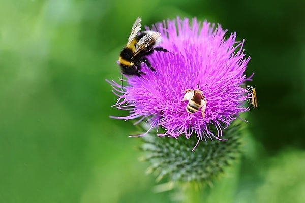 포토 JPG 해외이미지 식물 동물 계절 꽃 야생동물 컬러 나비 곤충 백그라운드 꽃무늬 날개 오렌지 자연 사람없음 야외 초록색 여름 컬러풀 뷰티 환경 정원 보라색 검은색 일몰 봄 벚꽃 흰색 개화 닫기 작음 벌 묘사 엉겅퀴 내추럴 동물상 수유 카피스페이스 해외202310 해외포토 무늬 과일 모션 조형물 노을 공백 크기 생태계 파일형식