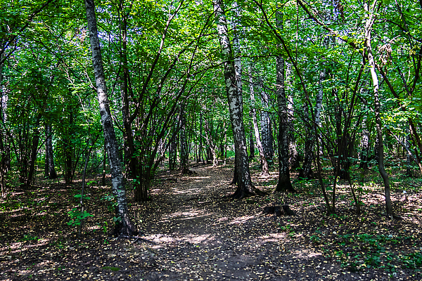 포토 JPG 해외이미지 나무 식물 공원 도로 길 컬러 여행 백그라운드 잎 벤치 건축양식 자연 하늘 휴식 거리 사람 풍경 잔디 사람없음 야외 건물 초록색 여름 파란색 빛 도시풍경 뷰티 환경 정원 맑음 봄 산책 도시 숲 오솔길 러시아 타운 일반 내추럴 랜드마크 방법 해외202310 해외포토 건축물 계절 공공시설 건축 유럽 컨셉 의자 교통시설 날씨 생태계 파일형식